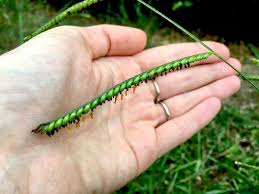 Image result for Urochloa clavipila