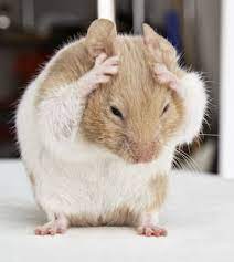 How To Properly Clean Your Hamster And Hamster Cage | Petco