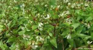 Image result for Crassula alsinoides