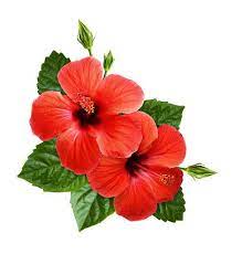 Red Hibiscus Flowers In Corner Tropical Arrangement Isolated On White In 2020 Hibiscus Flowers Flowers Hibiscus