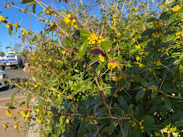 Image result for Berberis julianae