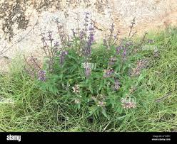Image result for Syncolostemon