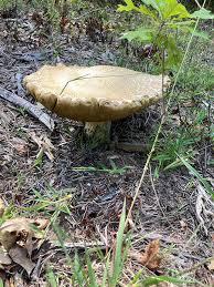 Image result for Boletus variipes