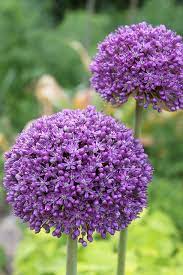 Round Purple Flower Purple Flowers Garden Purple Flowers Beautiful Flowers