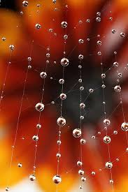 Raindrops In Spider Web 1 Rain Drops Spider Web Dew Drops