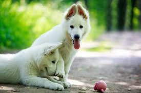 And all health and vaccination records at pickup/delivery. The White German Shepherd Dog German Shepherd Country