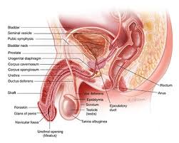 Maybe you would like to learn more about one of these? Vasectomy Reversal Center For Urologic Care Of Berks County