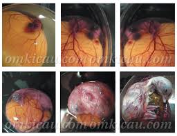 Maybe you would like to learn more about one of these? Penyebab Dan Pencegahan Kegagalan Dalam Penetasan Pengeraman Telur Burung Om Kicau