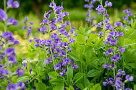 Image result for Baphia multiflora