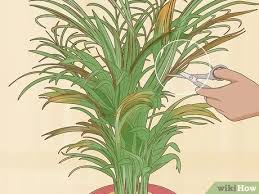We would like to show you a description here but the site won't allow us. 3 Simple Ways To Care For An Areca Palm Wikihow