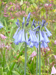 Image result for Agapanthus inapertus