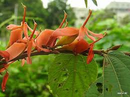 Image result for Helixanthera garciana