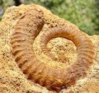 Rare fossile d'ammonite hétéromorphe de Parapatoceras distans, callovienne,  jurassique, maine-et-loire, france – ex collection alice purnell