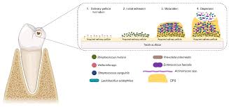 Image result for Pimpinella sp. A. of FZ 4: 594
