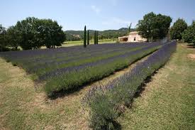 Das charakteristische aroma des lavendel lässt uns von der wunderschönen provence träumen. 12 Merkmale Provenzalischer Gartenkunst
