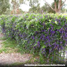 Image result for Hardenbergia comptoniana