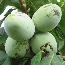 Bekannt ist die indianerbanane im amerikanischen raum auch als pawpaw und bei uns als der paupau. Pawpaw Indianerbanane Asimina Triloba Prima 1216 Rot