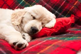 Puppies sleeping a lot isn't cause for concern. How Much Should My Dog Sleep Per Day Hill S Pet