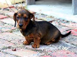 Determining factors as to the prices include the puppy's size, sex, confirmation, intelligence, disposition and personalty. Dachshund Resources In Texas Steemit