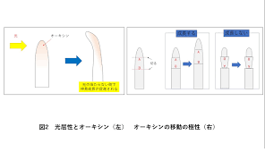 5分でわかる オーキシン 植物の成長に欠かせない植物ホルモン 理系ライターがわかりやすく解説 Study Z ドラゴン桜と学ぶwebマガジン