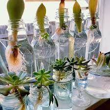 How To Propagate Succulents From Leaves And Cuttings Illustrated Guide Succulents Network Planting Succulents Growing Succulents Succulent Gardening