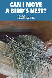 When in doubt, it is always best to contact wildlife officials about nest removal, or to wait until long after the birds have left the nest before taking any action. Can I Move A Bird S Nest Bird Nest Nest Removing Birds