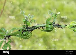 Image result for Galium chloroionanthum