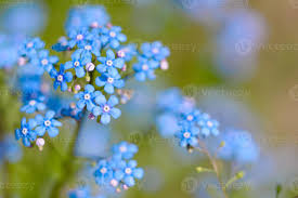 Check spelling or type a new query. Beautiful Blue Flowers In The Summer Garden Against The Background Of Green Plants 2980787 Stock Photo At Vecteezy