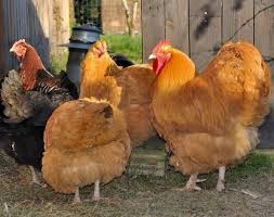 Les Maladies Les Plus Frequentes Chez Les Poules Pondeuses Guide Gratuit Pour Elever Des Poules Dans Son Ja Poule Pondeuse Poulets D Elevage Poule Domestique