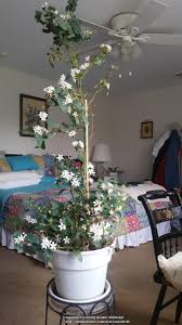 Image result for Mitriostigma axillare