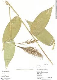 Image result for Olyra latifolia