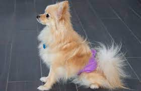 On average a dog will be in heat for 1½ to 2 weeks but this can be shorter or longer. How Often Dogs Typically Come Into Heat Lovetoknow