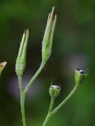 Image result for Hypoxis