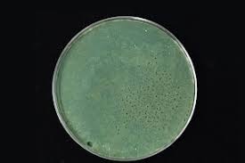 Image result for Isaria sp.