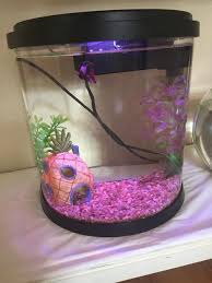 The betta was the boss of the tank for a while. This Is The Worst Tank Ever 1 Betta 2 Angelfish 3 Corys 1 Snail Shittyaquariums
