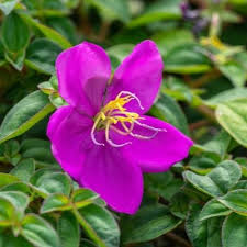 Image result for Heterocentron