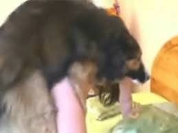 Girl And Dog Sex Gif | Sex Pictures Pass