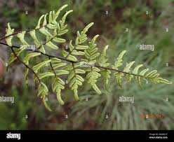 Image result for Cheilanthes quadripinnata