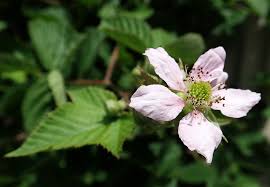 Rubus) sind bekannt für ihre roten bis schwarzen früchte und ihre langen, stacheligen ranken. Blume Brombeere Blute Kostenloses Foto Auf Pixabay
