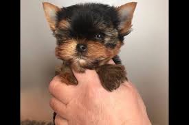 Veterinarians in roanoke, va serving the community. Alissa Hart Has Yorkshire Terrier Puppies For Sale In Roanoke Va On Akc Puppyfinder Yorkshire Terrier Puppies Terrier Puppies Yorkshire Terrier