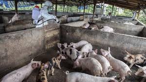 Pihak kepolisian yang mendapatkan informasi tersebut langsung ke lokasi kejadian dan melakukan olah tempat kejadian perkara serta melakukan kasus ini masih dalam penyelidikan untuk mengungkap pelaku yang tega membunuh lalu membuang korban ke laut. Foto Bangkai Babi Terpapar Kolera Berserakan Di Sumut