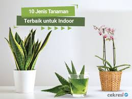 Tanaman ini mampu tumbuh dengan baik meski minim sinar matahari. 10 Jenis Tanaman Terbaik Untuk Indoor Cekresi Com