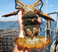 Check spelling or type a new query. Differenza Tra Astice E Aragosta Idee Green