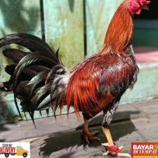 Permainan sabung ayam peru disebut juga sebagai berlaga ayam. Ayam Philipin Murah Terbaik Segar July 2021 Harga Murah