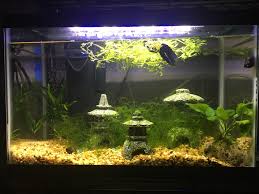Any other fish that are small enough to be in this tank are schooling. Betta Shrimp Tank Album On Imgur