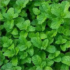 देसी पुदीना पुदीना (हारा पुदीना) बीज 15 बीज