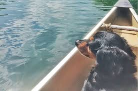あたし犬なんだけど 飼い主と超絶楽しいことしたから紹介するね 犬 旅行 飼い主