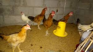 Mengenal Ayam Elba