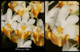 Image result for Polystachya macropoda