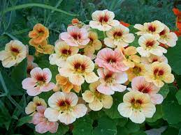 Nasturtium Mixed Nasturtium Seed Pack From Walgreen S Nasturtium Flower Pictures Pretty Flowers